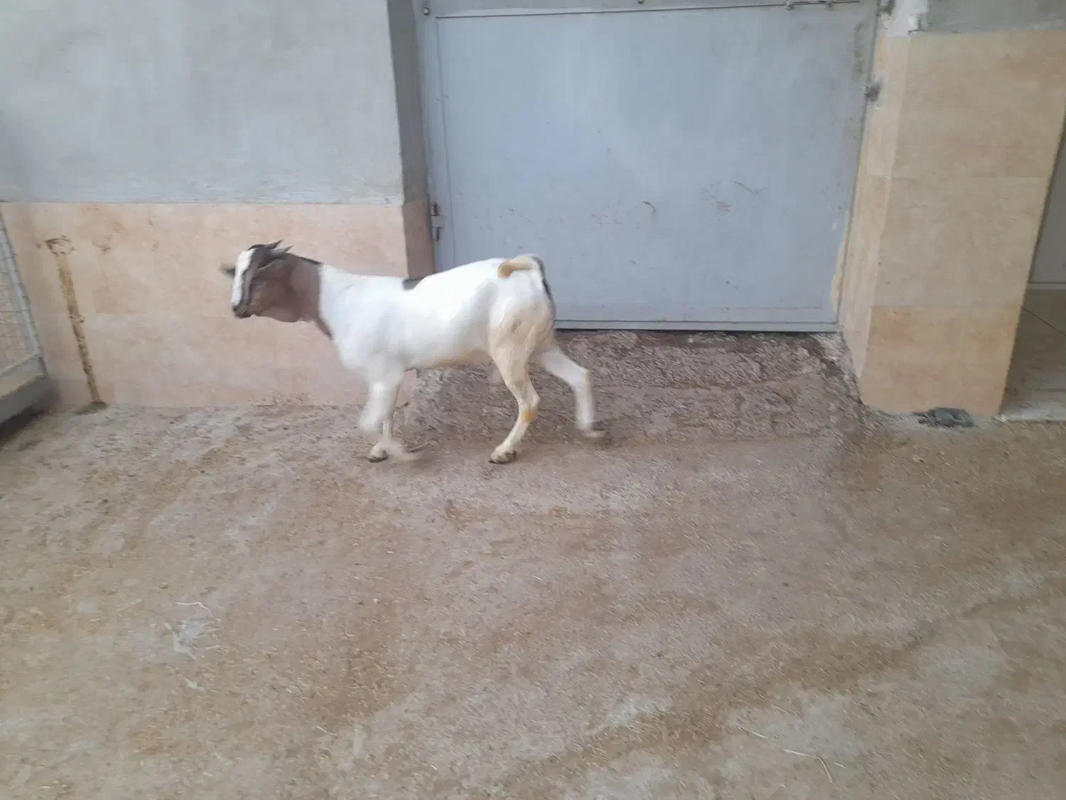 نر سومال ۱۰ ماهه|حیوانات مزرعه|تخت, |دیوار