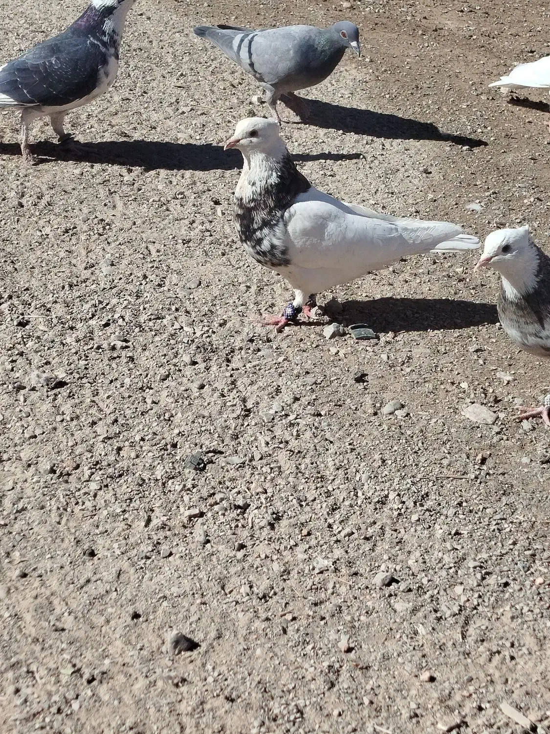 کبوتر طوقی و دمبی ماده|پرنده|دوگنبدان, |دیوار