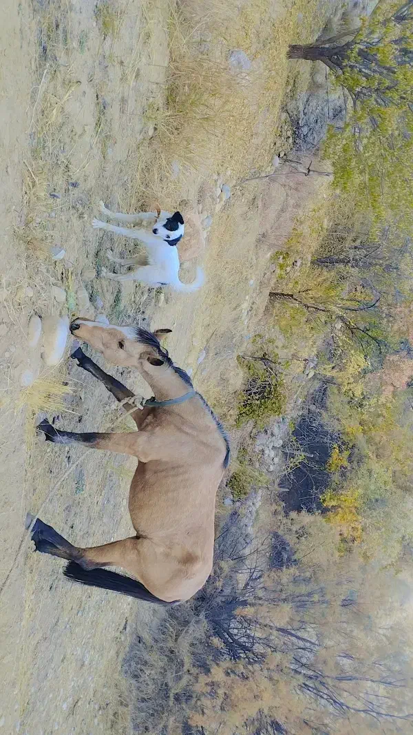 فروش نریان به دلیل کمبود جا|اسب و تجهیزات اسبسواری|سیسخت, |دیوار