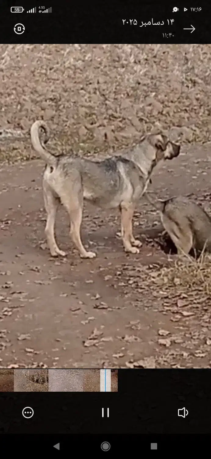 واگذاری سگ|سگ|شوط, |دیوار