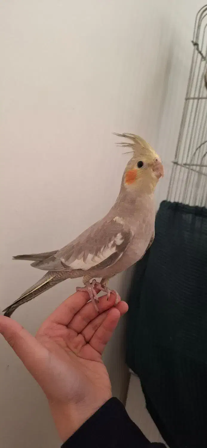 عروس هلندی|پرنده|تهران, والفجر (افسریه)|دیوار