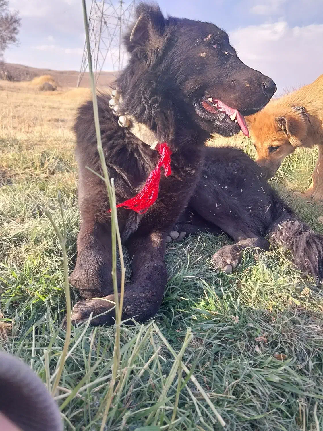 سگ گله|سگ|خوانسار, |دیوار