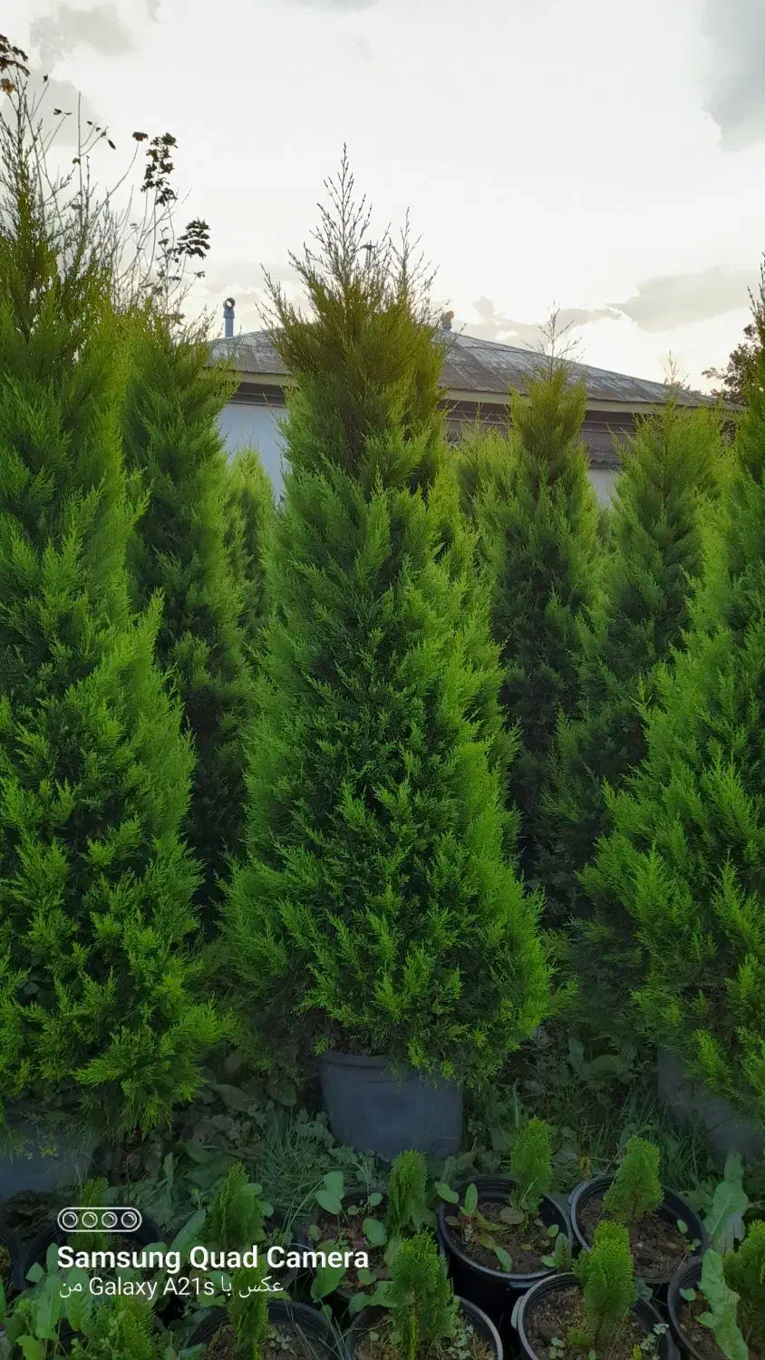 لاوسون زباله صادراتی تعداد|گل و گیاه طبیعی|چابکسر, |دیوار