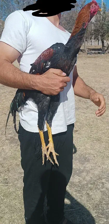 جوجه خروس لاری|حیوانات مزرعه|رشت, دیانتی|دیوار