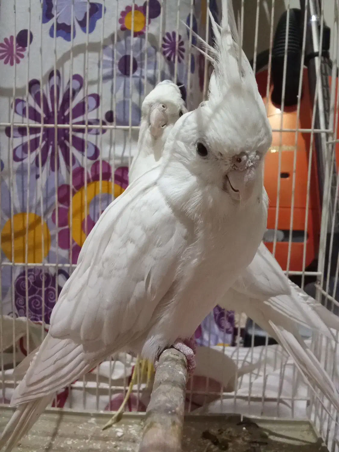 عروس هلندی البینو|پرنده|بیرجند, |دیوار