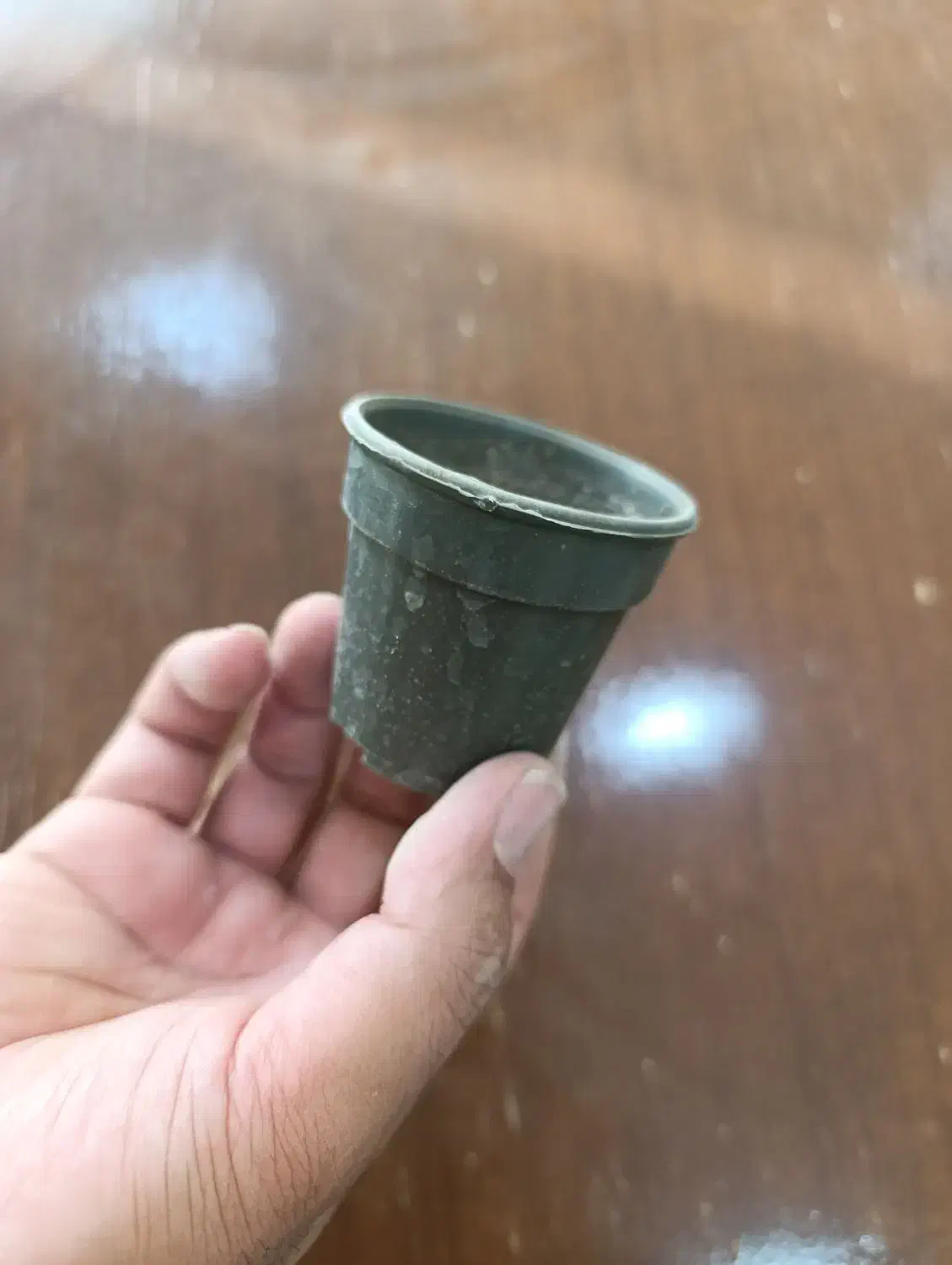 گلدان گلخانه ای مشکی|گل و گیاه طبیعی|قم, هفت تیر|دیوار