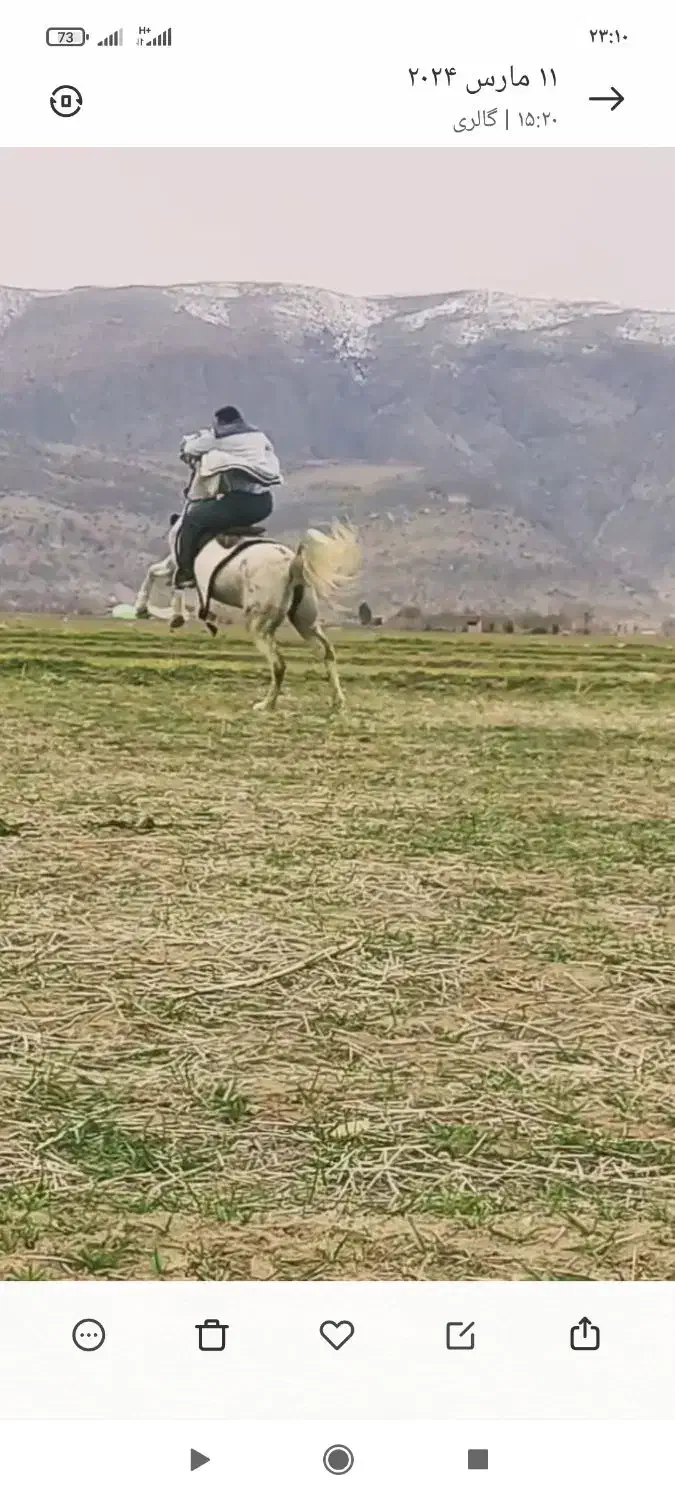 اسب|اسب و تجهیزات اسب‌سواری|مرودشت, نقش رستم|دیوار