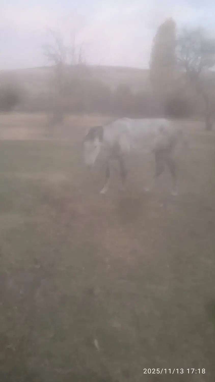 اسب مادیان|اسب و تجهیزات اسب‌سواری|نظر کهریزی, |دیوار