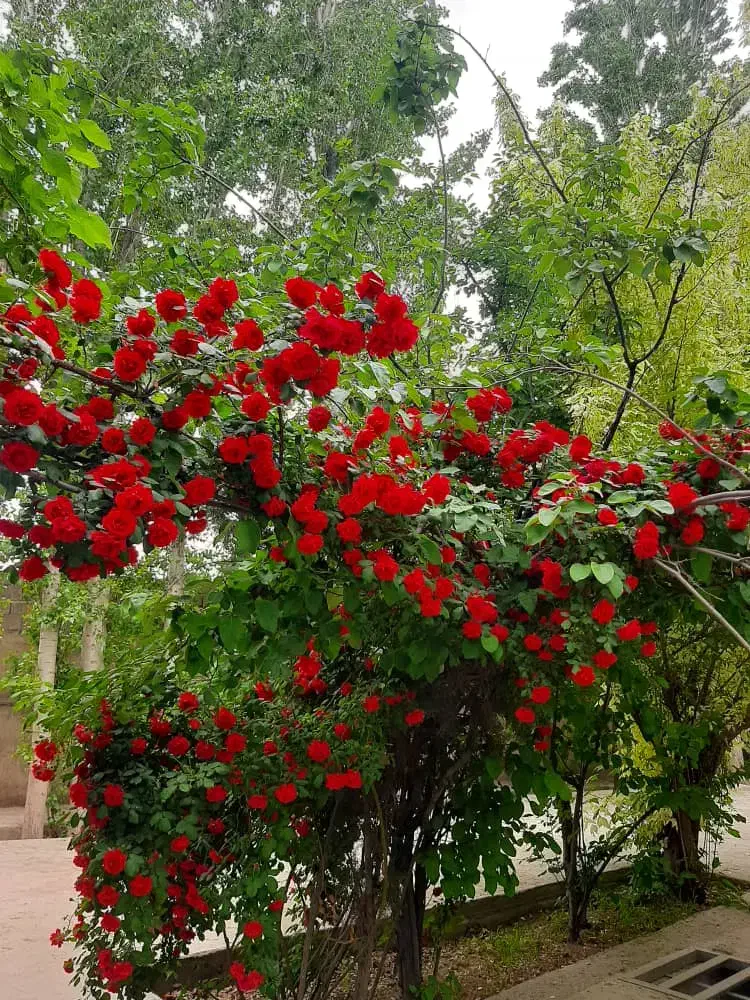 جهان ویلا|فروش خانه و ویلا|هشتگرد, شهرک جهان ویلا (درخشانیه)|دیوار