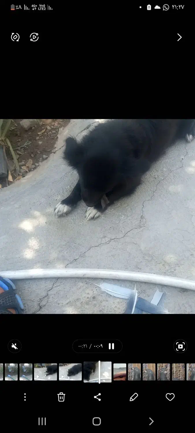 سگ پاکوتاه گم شده|سگ|عنبرآباد, |دیوار