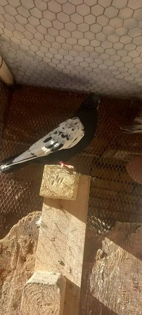 کبوتر|پرنده|خرمشهر, |دیوار