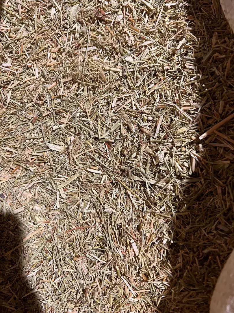 فروش خارشتر درجه 1|لوازم جانبی حیوانات|کرمان, |دیوار