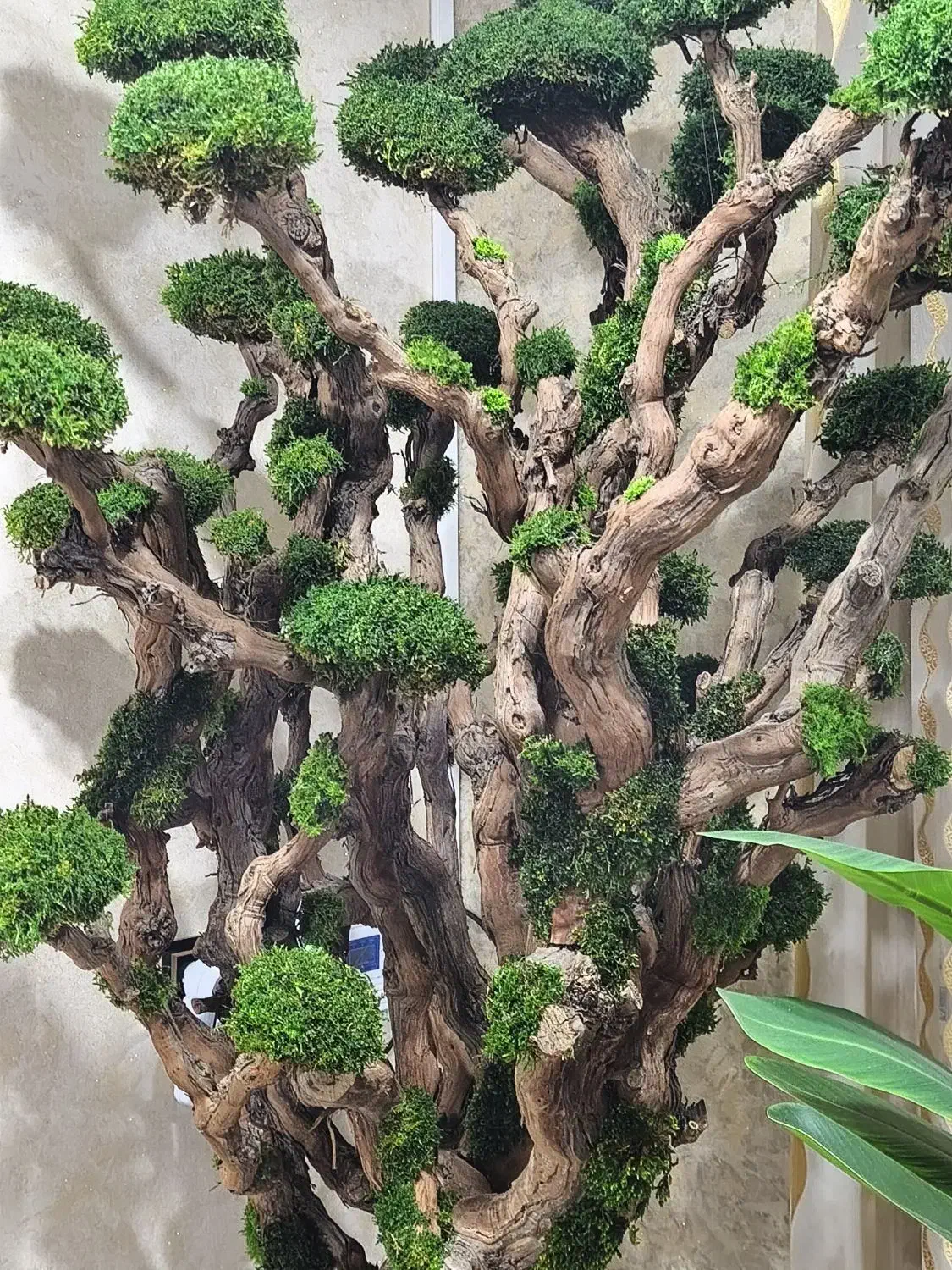 درخت جاودان vip شاهپسند با گلدان مصری بلند|گل مصنوعی|شاهدشهر, |دیوار