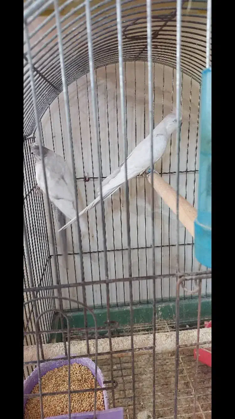 عروس هلندی امرلیددوکت کرم فیس ودوکت البینو ولوتینو|پرنده|بندرعباس, |دیوار