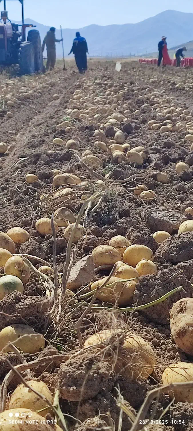 سیب زمینی|حراج|قروه, |دیوار