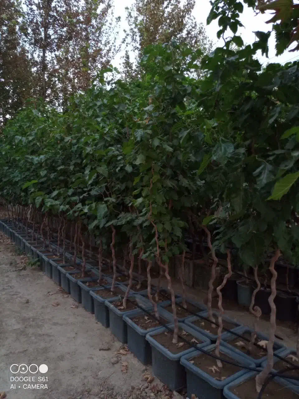 توت فر پیوندی|گل و گیاه طبیعی|کرمان, |دیوار