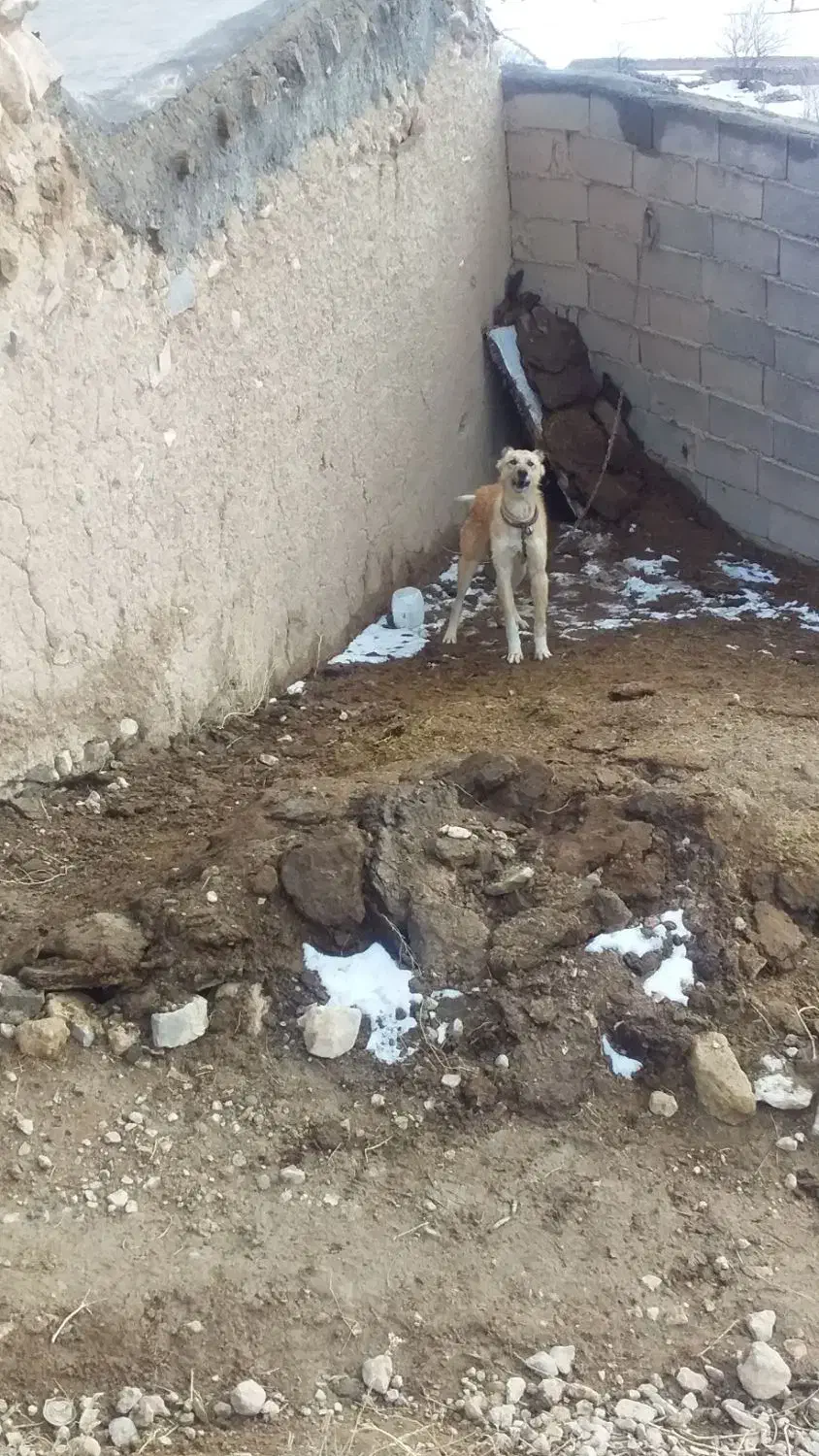 نگهبان|سگ|آبکوه, |دیوار