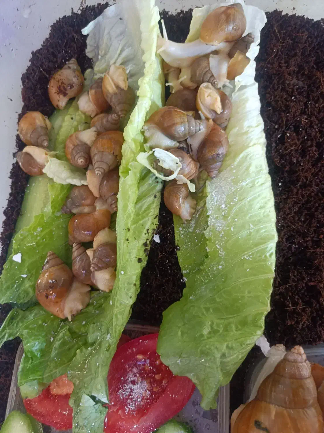 جوجه حلزون ..سرحال تغذیه سالم|خزنده|تهران, صاحب الزمان|دیوار