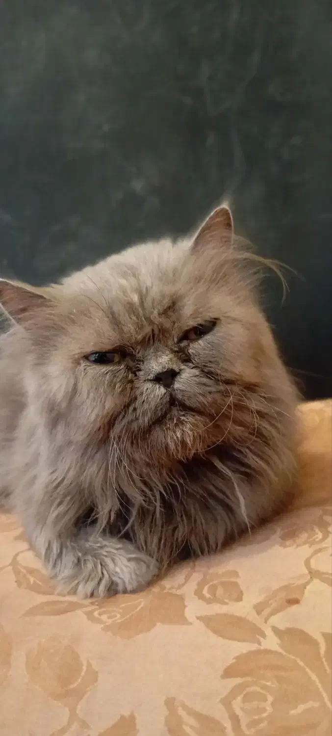 گربه پرشین|گربه|قم, کلهری|دیوار