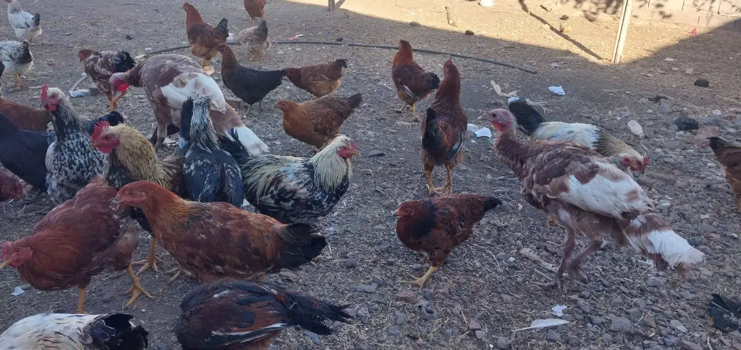 مرغ وخروس محلی|حیوانات مزرعه|کشکسرای, |دیوار