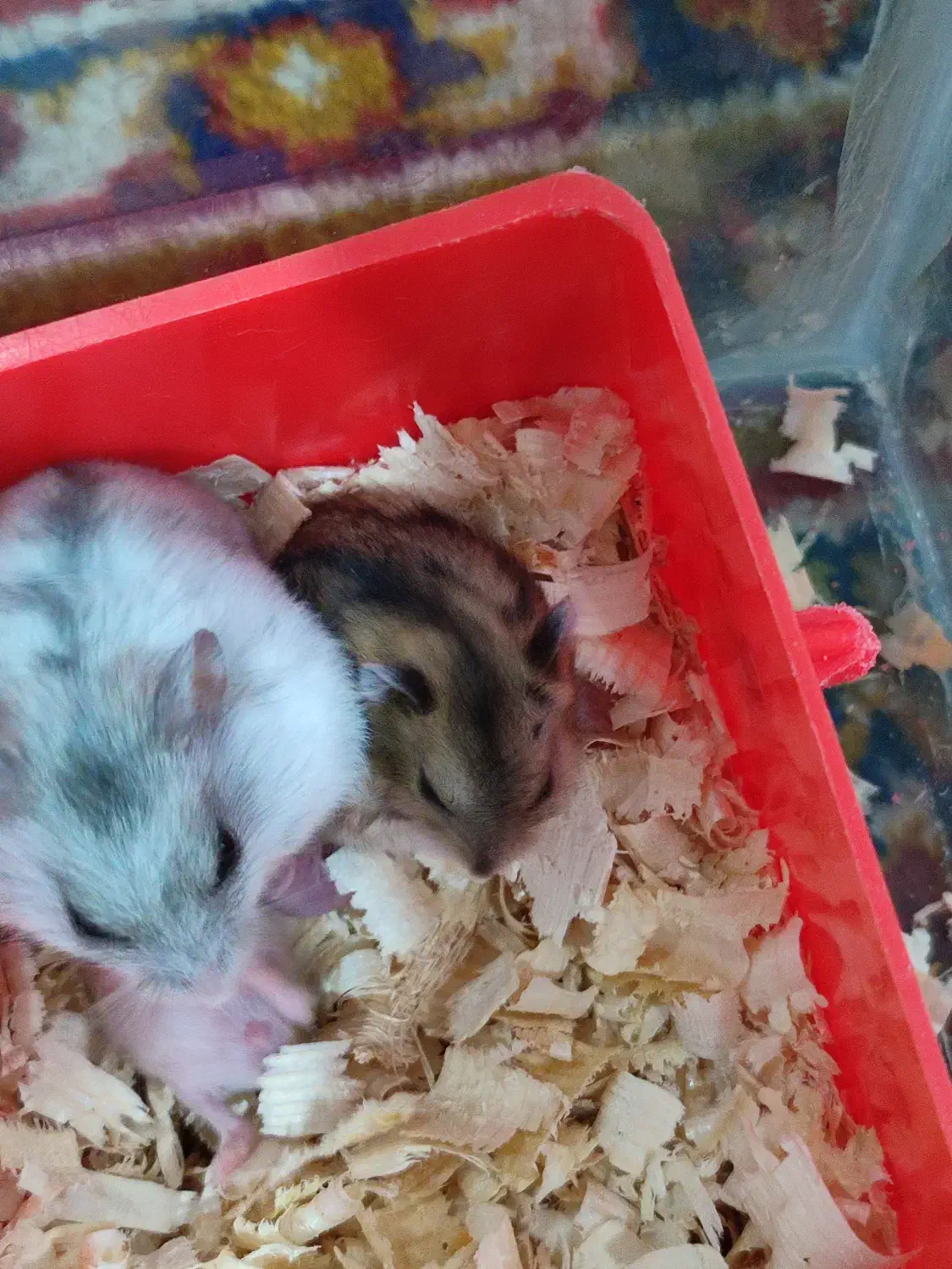 همستر|موش و خرگوش|کرمانشاه, |دیوار