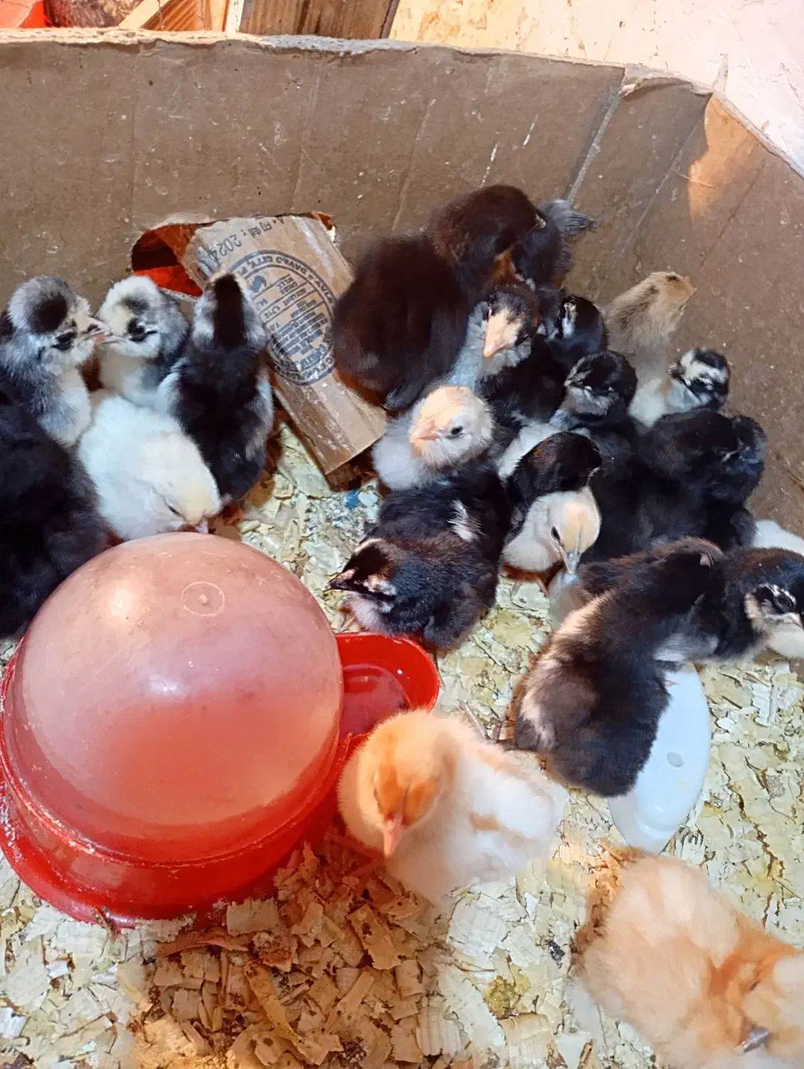 جوجه گلین گردن لختی برهما|حیوانات مزرعه|سنگر, |دیوار