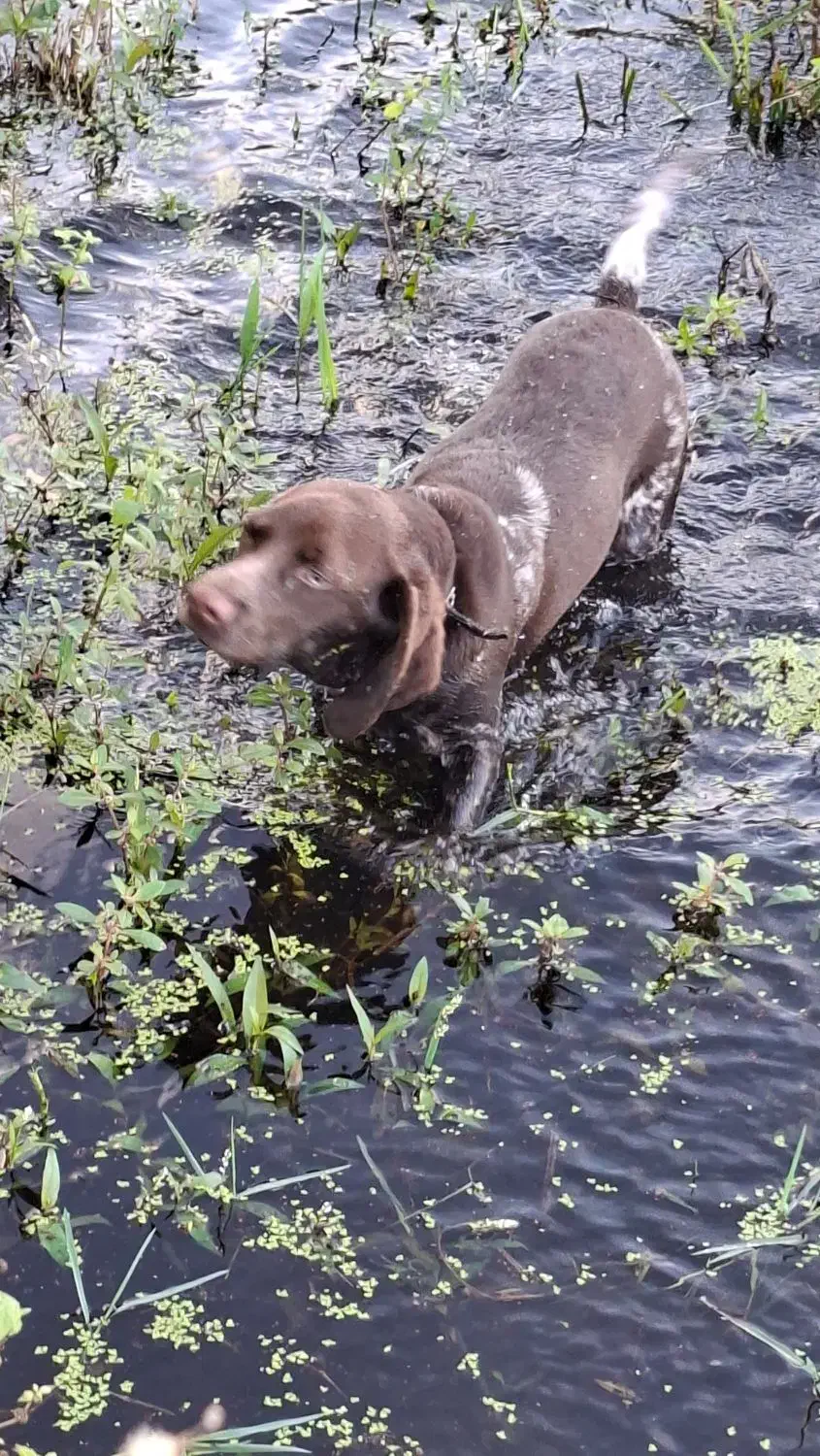 سگ پوینتر آلمانی|سگ|رودسر, |دیوار