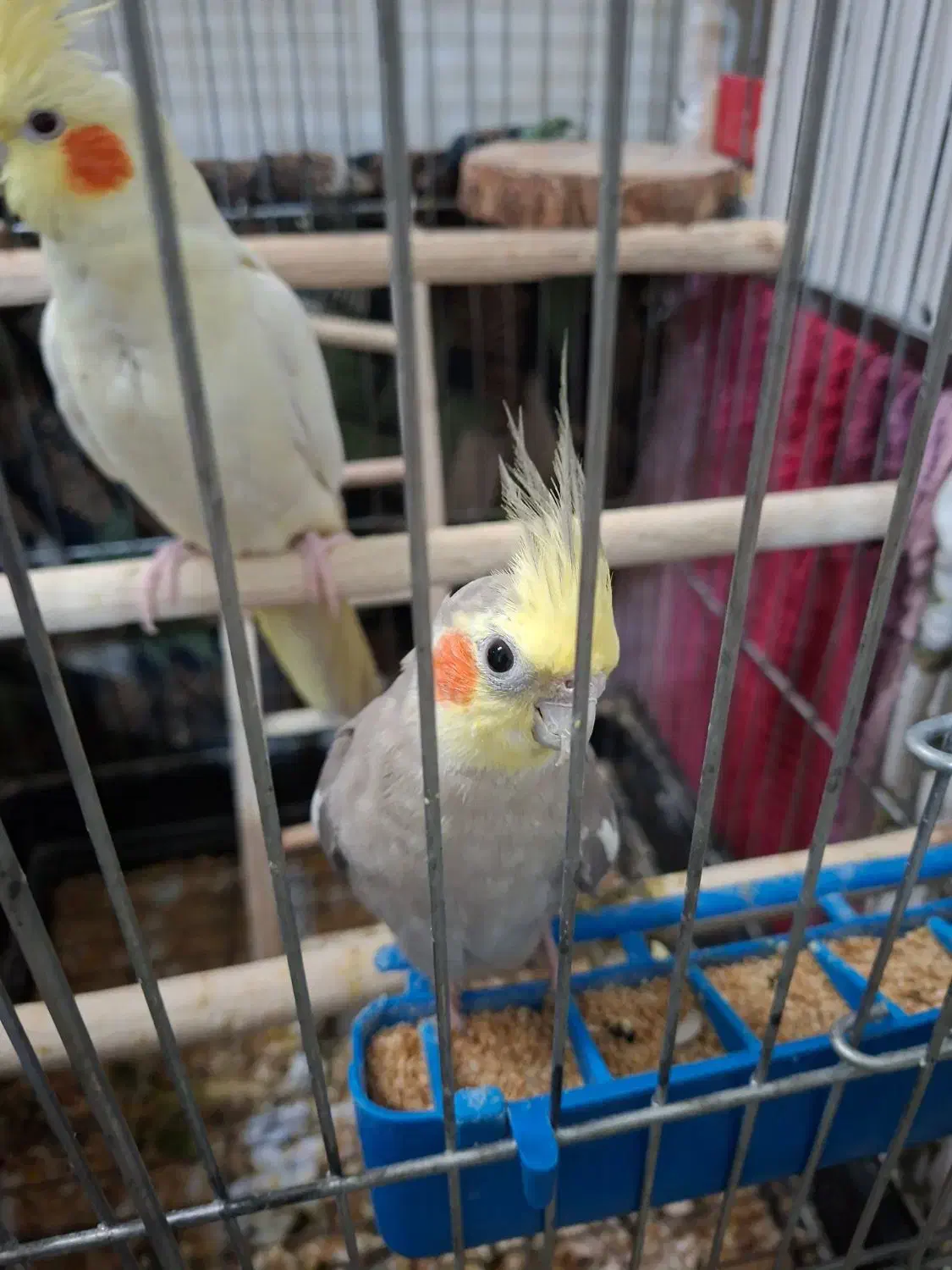 عروس هلندی مولد|پرنده|اسلام‌شهر, شهرک سعیدیه|دیوار