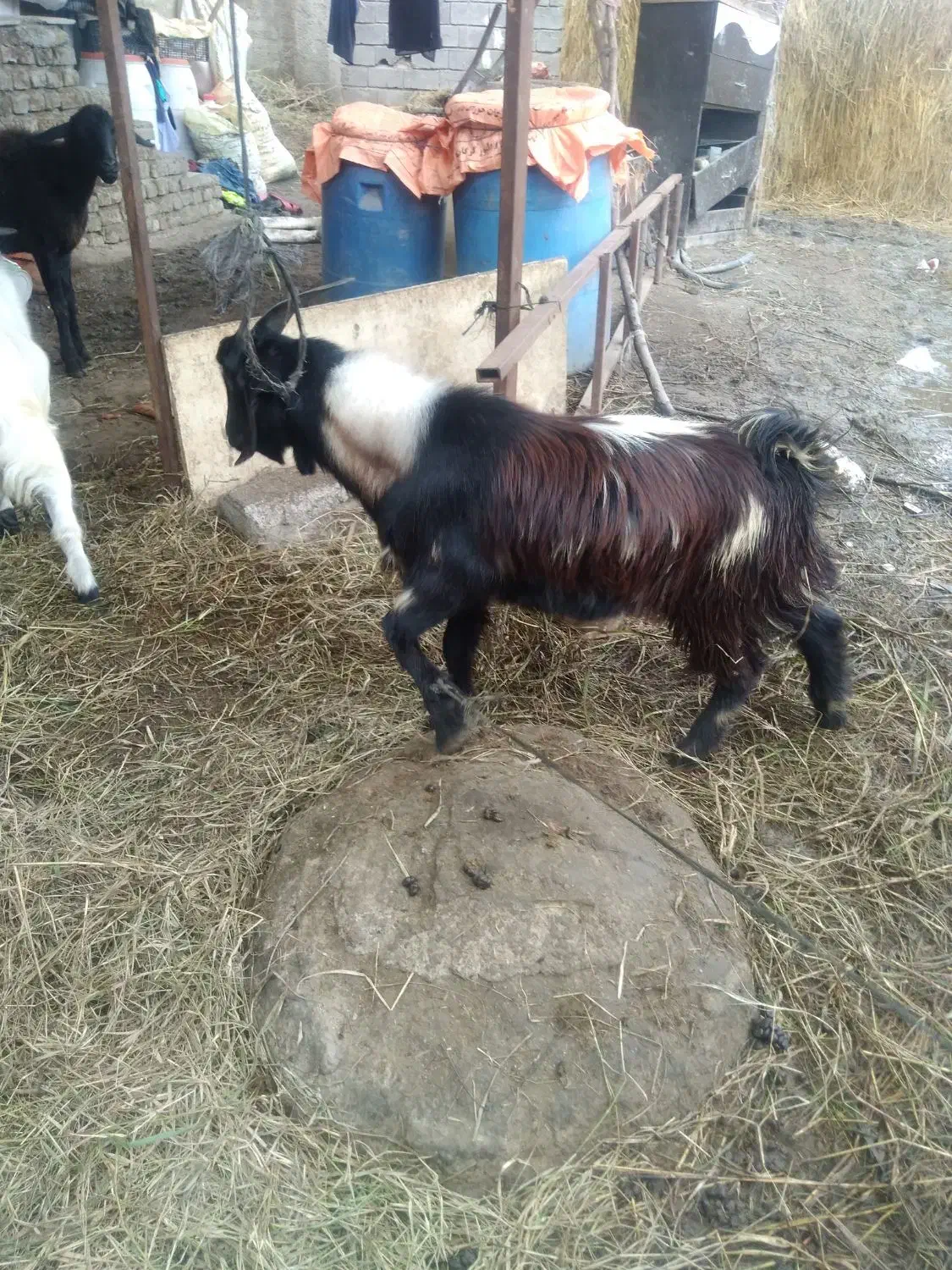 بزغاله نر گوسفند بابره نر|حیوانات مزرعه|قرق, |دیوار