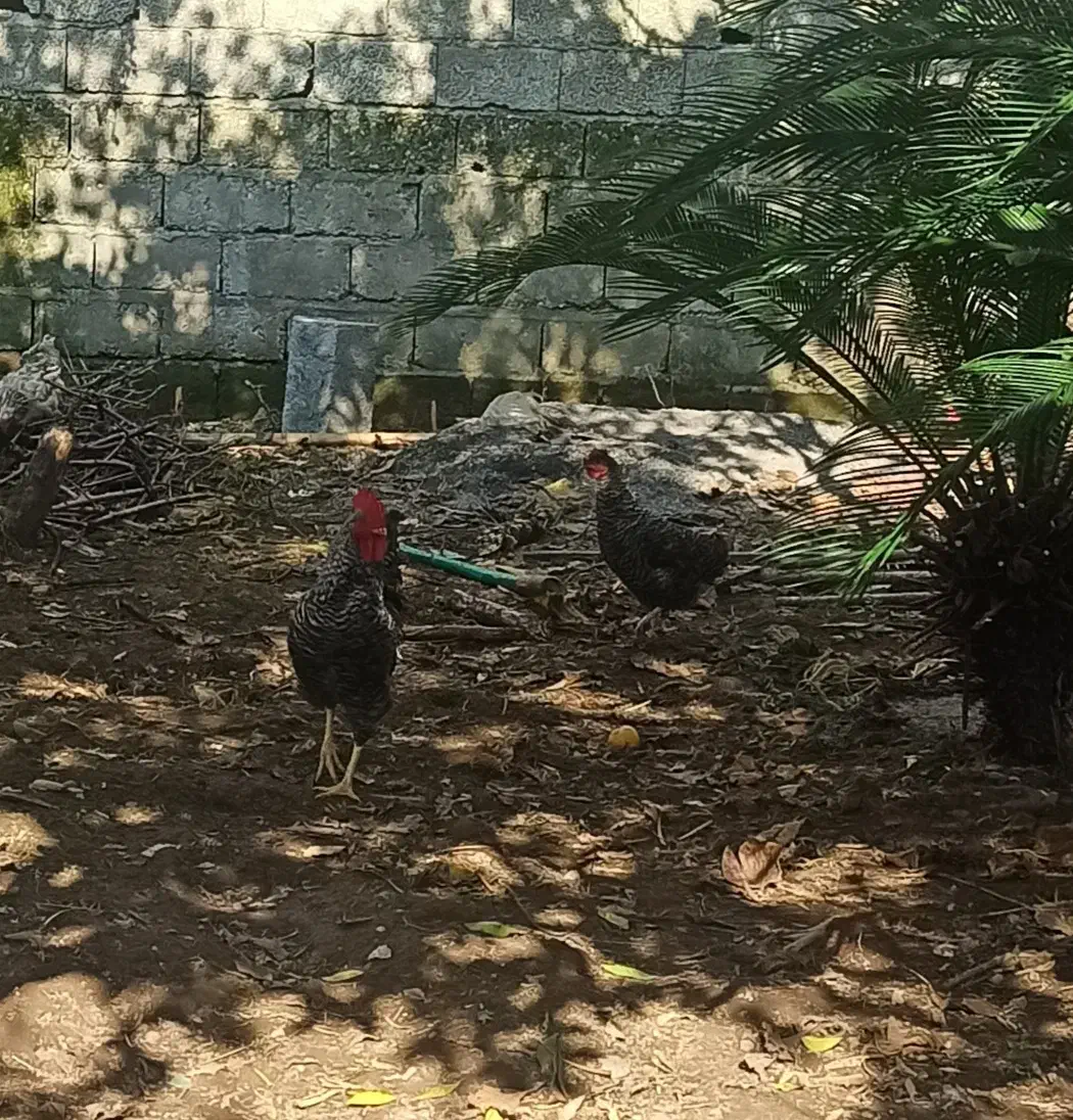 مرغ و خروس آمروک|حیوانات مزرعه|سلمانشهر, |دیوار