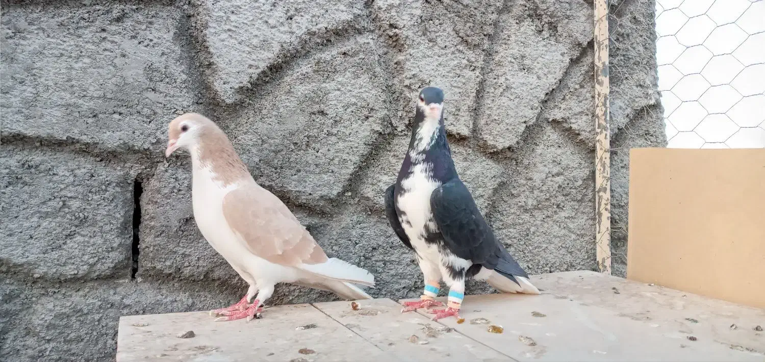 کبوترخوشرنگ|پرنده|زیباشهر, |دیوار