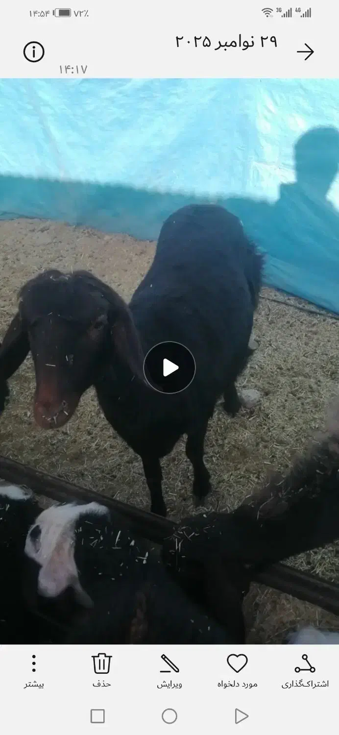 دو راس بره مادی اصیل وجنس دار|حیوانات مزرعه|سلامی, |دیوار