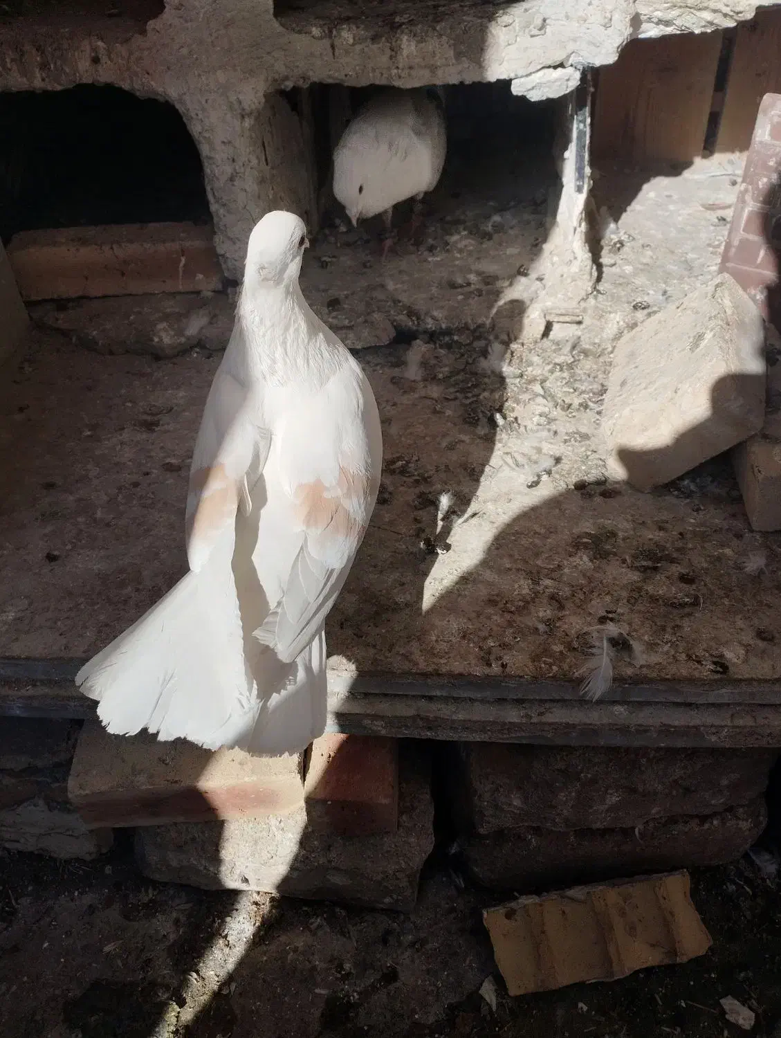 کبوتر|حیوانات|بروجرد, |دیوار