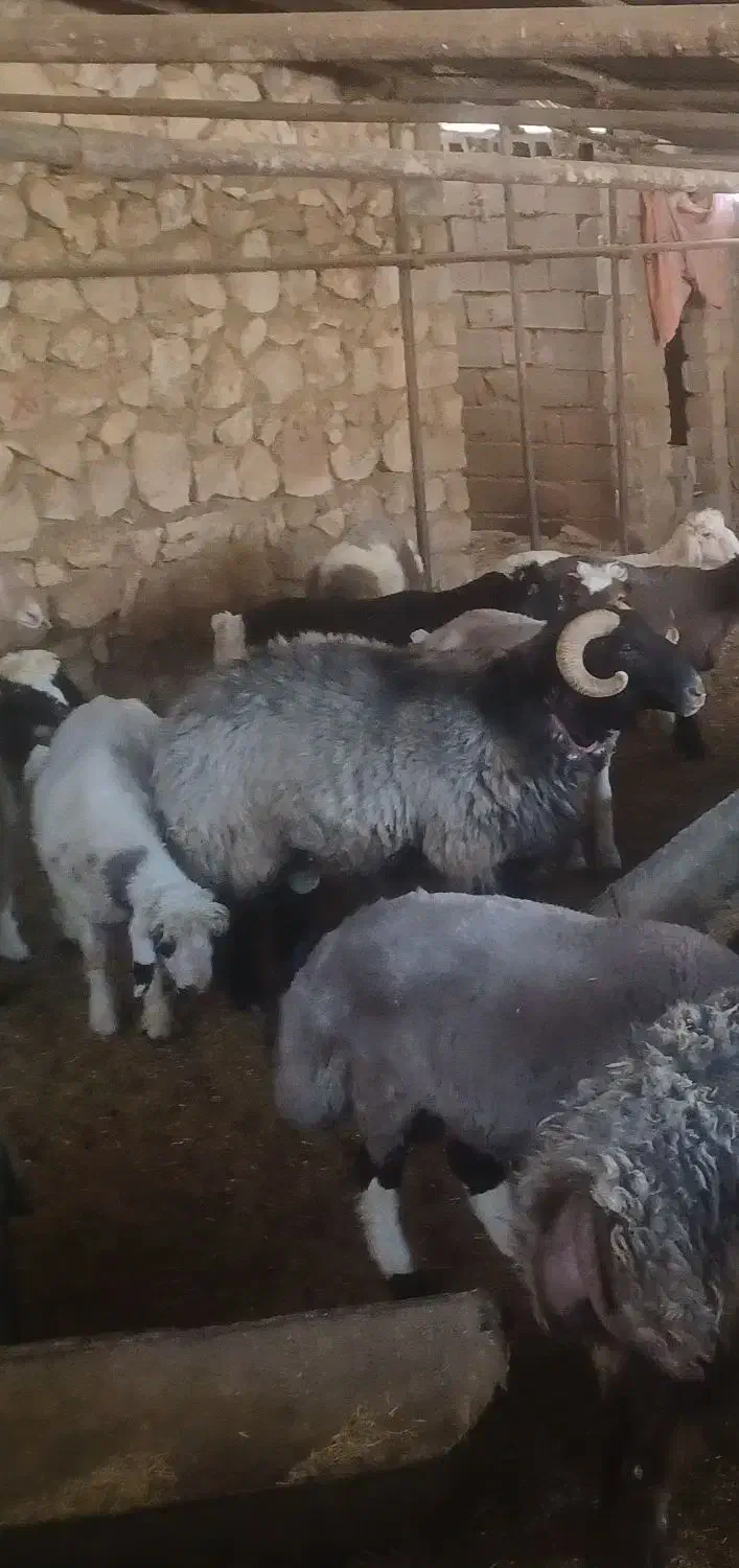 قوچ درجه یک|حیوانات مزرعه|یاسوج, |دیوار