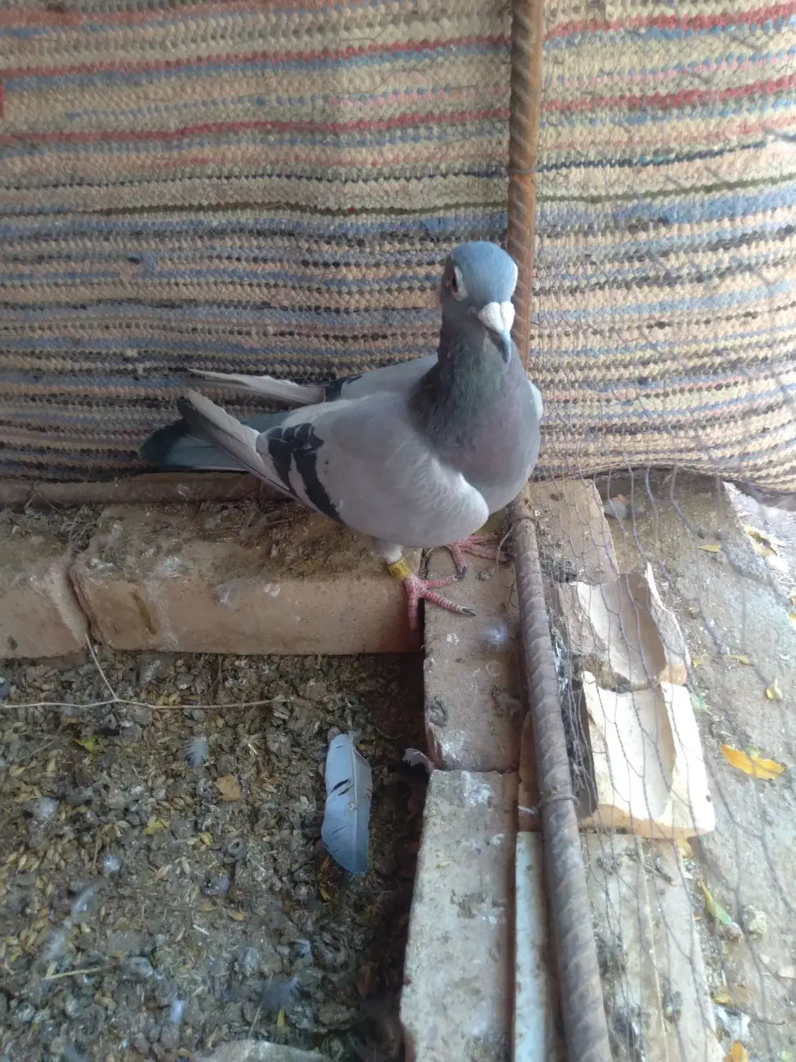 کفتر آلمانی|پرنده|آیسک, |دیوار