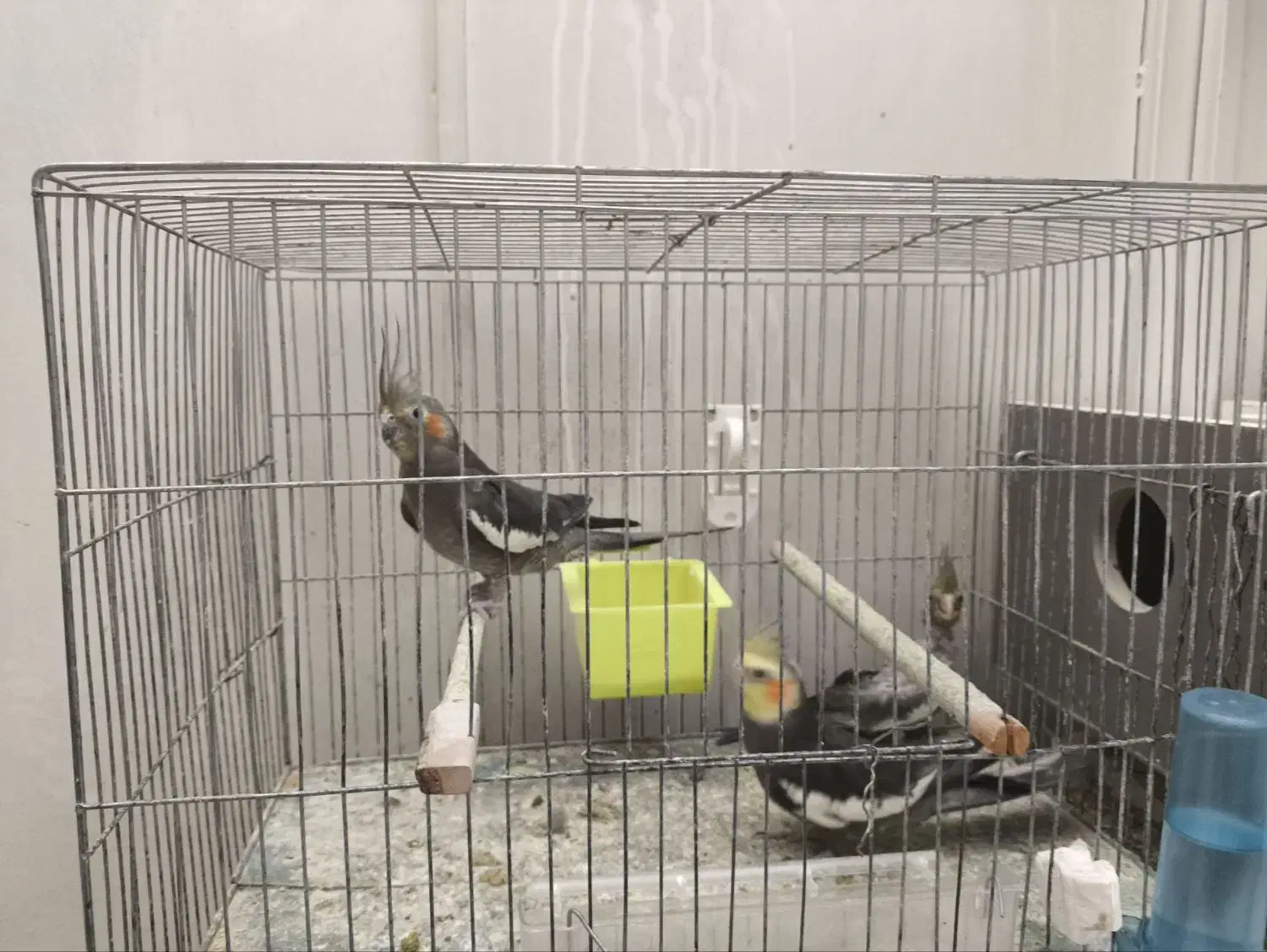 یک جفت عروس هلندی سینمامون اهلی|پرنده|نقده, |دیوار