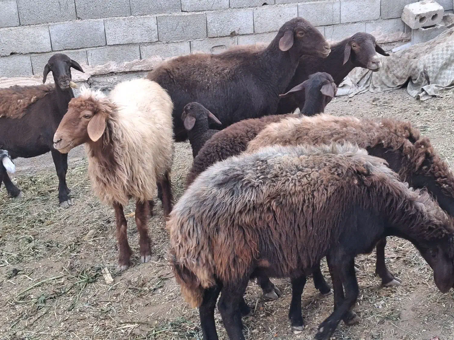 میش بره افشاری|حیوانات مزرعه|خمینیشهر, |دیوار