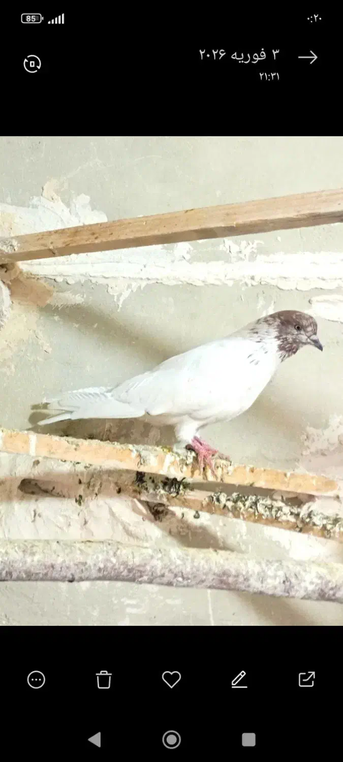 کبوتر|پرنده|کرمانشاه, |دیوار