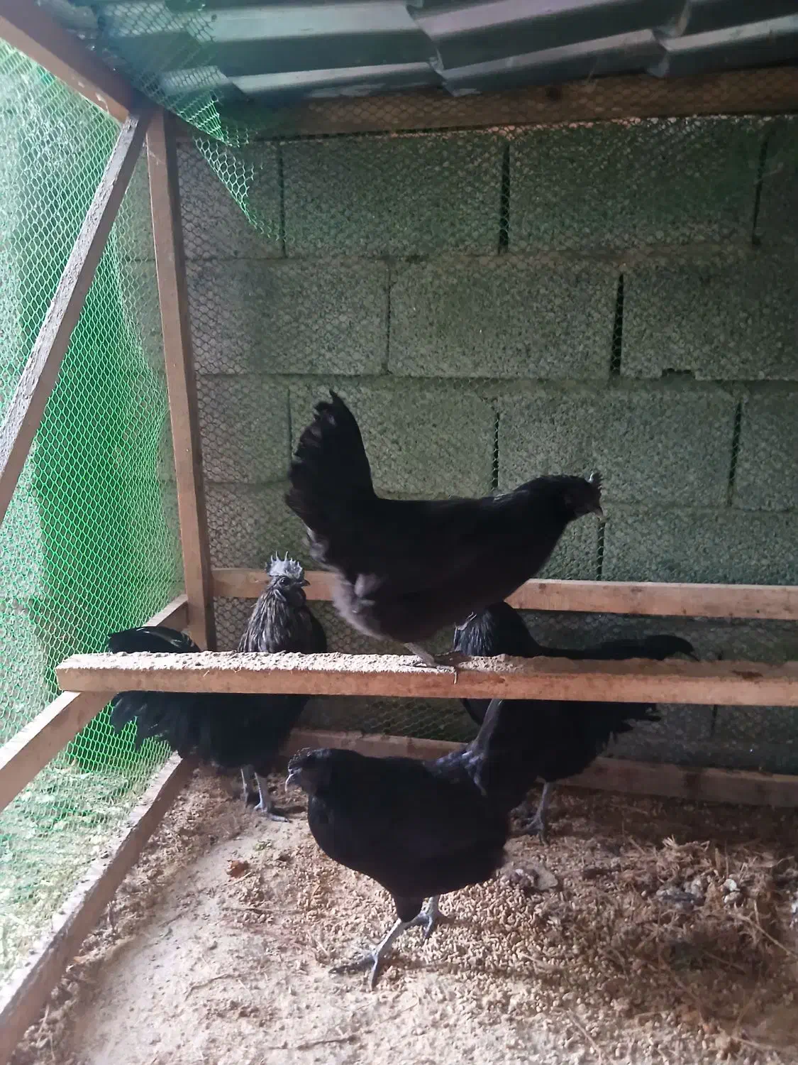 فروش مرغ و خروس ایام سمانی|حیوانات مزرعه|دالخانی, |دیوار