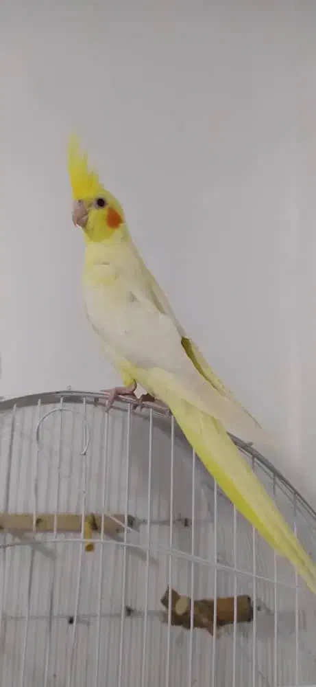 دوتاعروس هلندی جوان نر ومادە بدون هیچ مشکلی|پرنده|مریوان, |دیوار