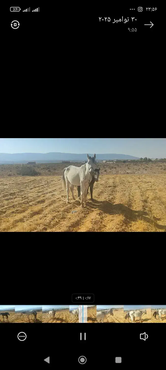 اسب کرد|اسب و تجهیزات اسبسواری|جنت, |دیوار