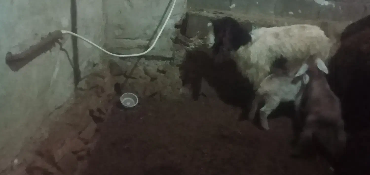 بزز|حیوانات مزرعه|بناب, |دیوار