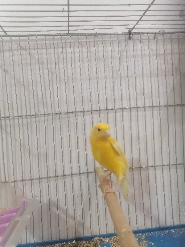 جفت قناری|پرنده|سیرجان, |دیوار