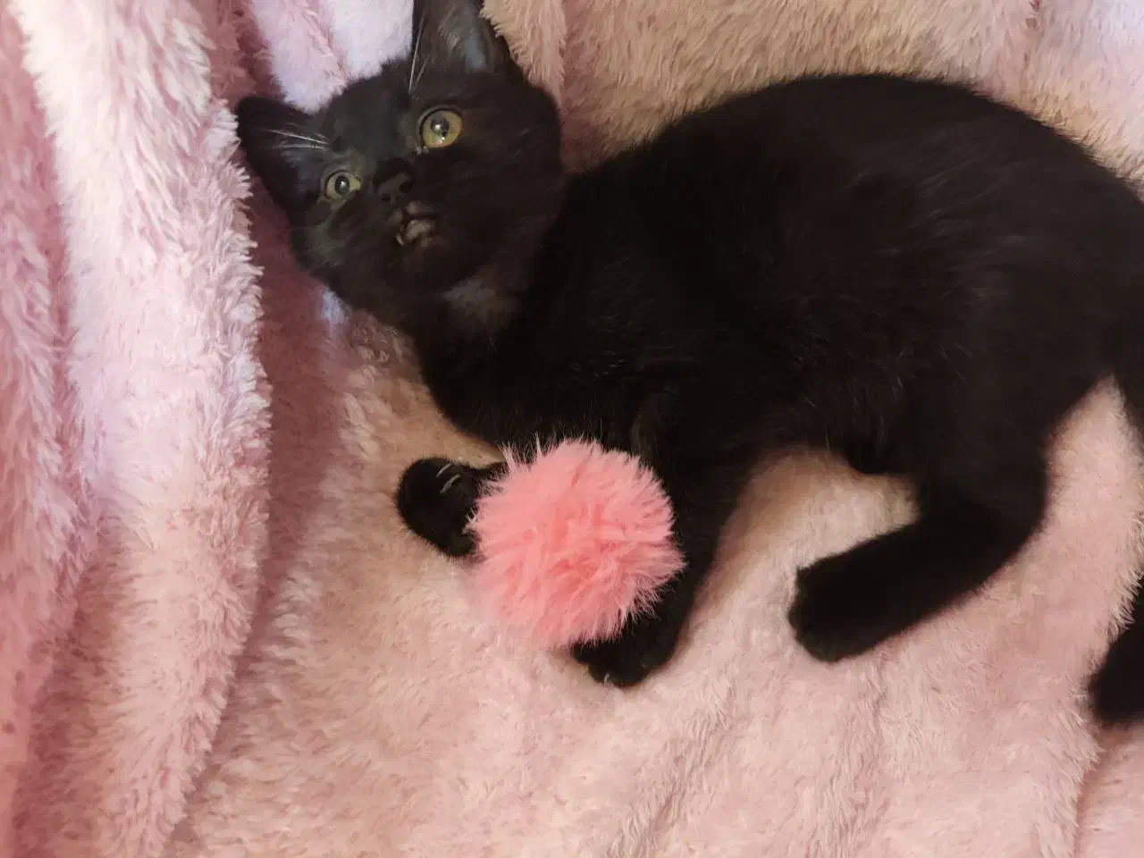 گربه اسکاتیش|گربه|مشهد, سرافرازان|دیوار