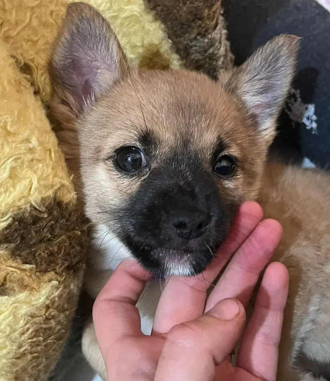 سگ اشپیتز پامر|سگ|شاهینشهر, شهرک گلدیس|دیوار