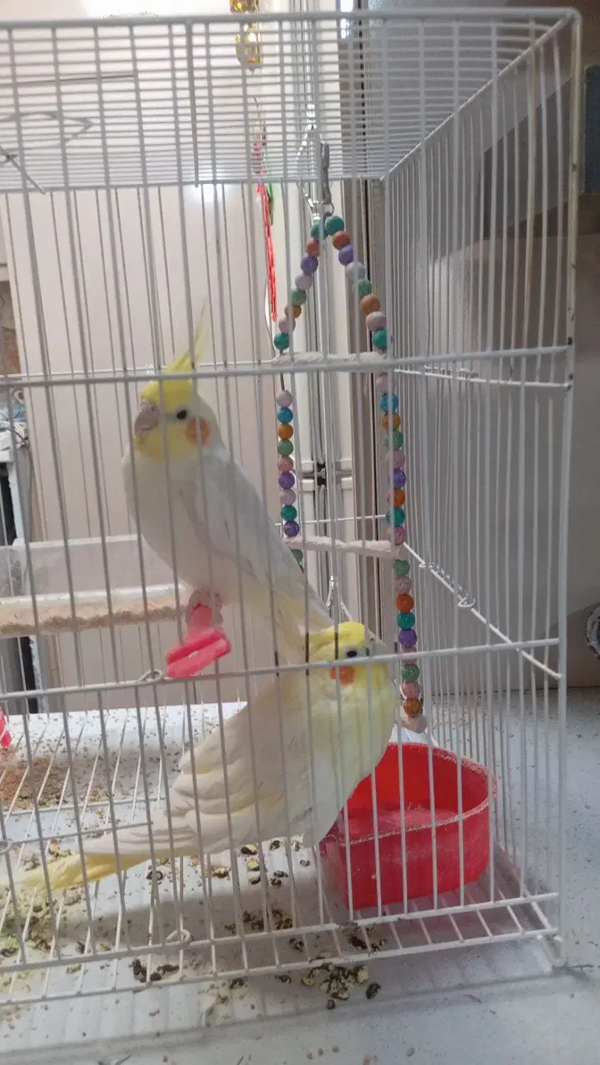 عروس هلندی جفت|پرنده|رشتخوار, |دیوار