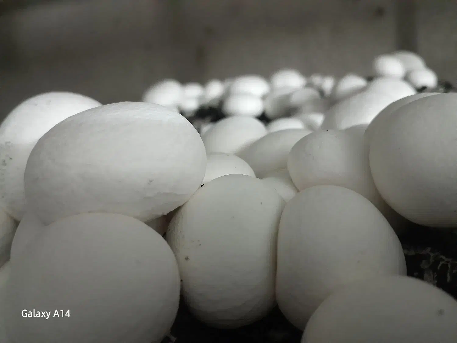 قارچ دکمه ای|خوردنی و آشامیدنی|خان ببین, |دیوار