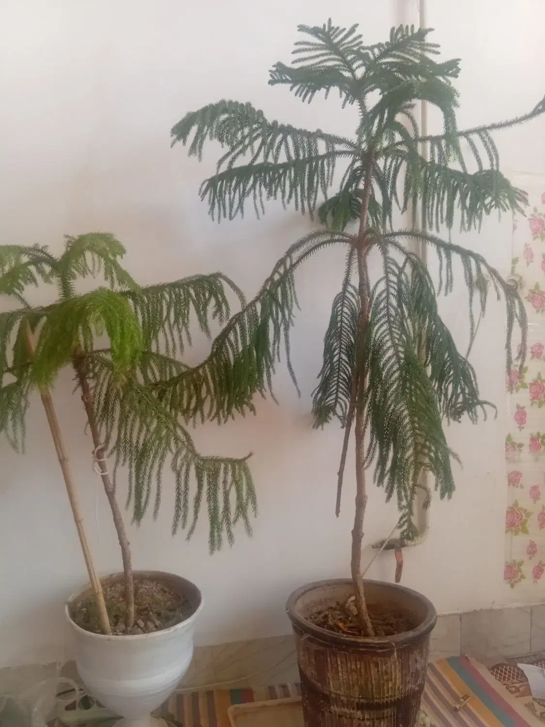 گل و گلدان|گل و گیاه طبیعی|شهرضا, |دیوار