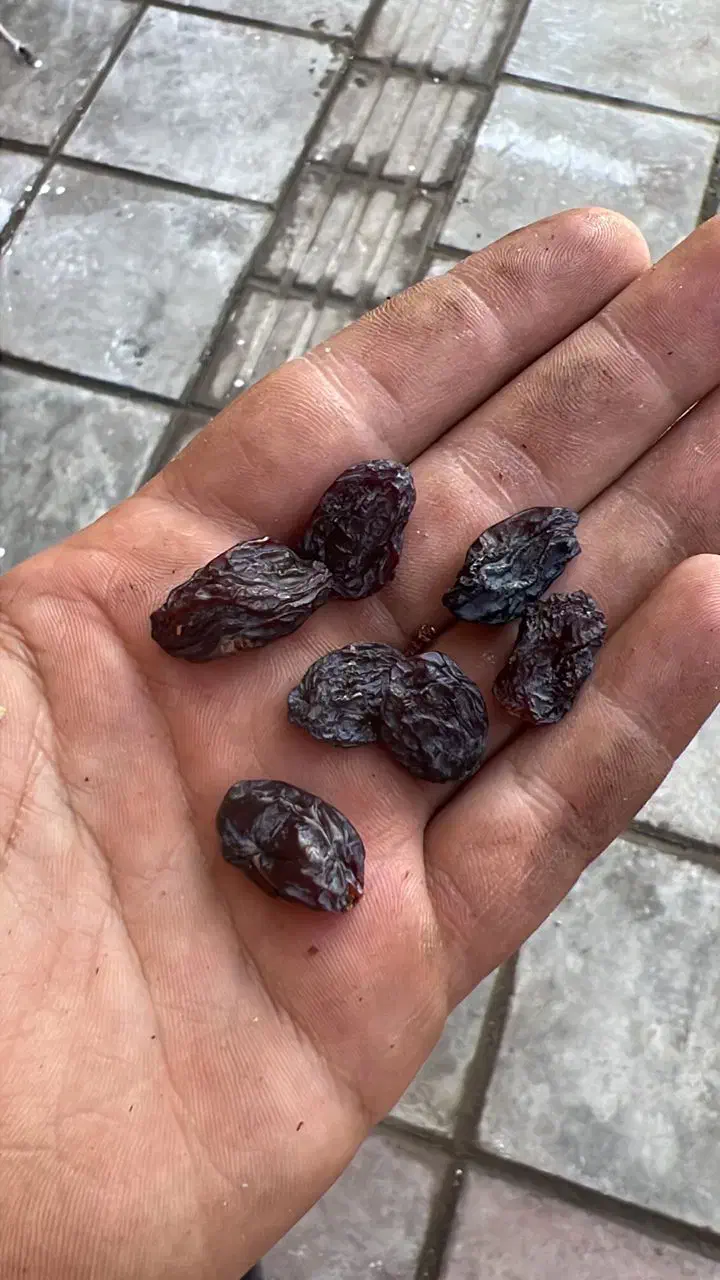 کشمش اصل تاکستان|خوردنی و آشامیدنی|تهران, بازار|دیوار