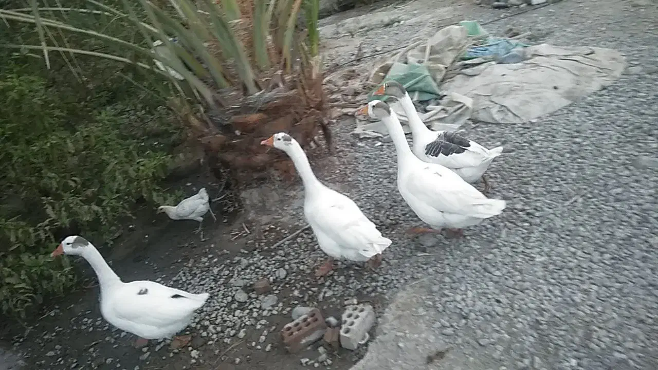 دو جفت غاز سفید خوشگل|حیوانات مزرعه|عنبرآباد, |دیوار